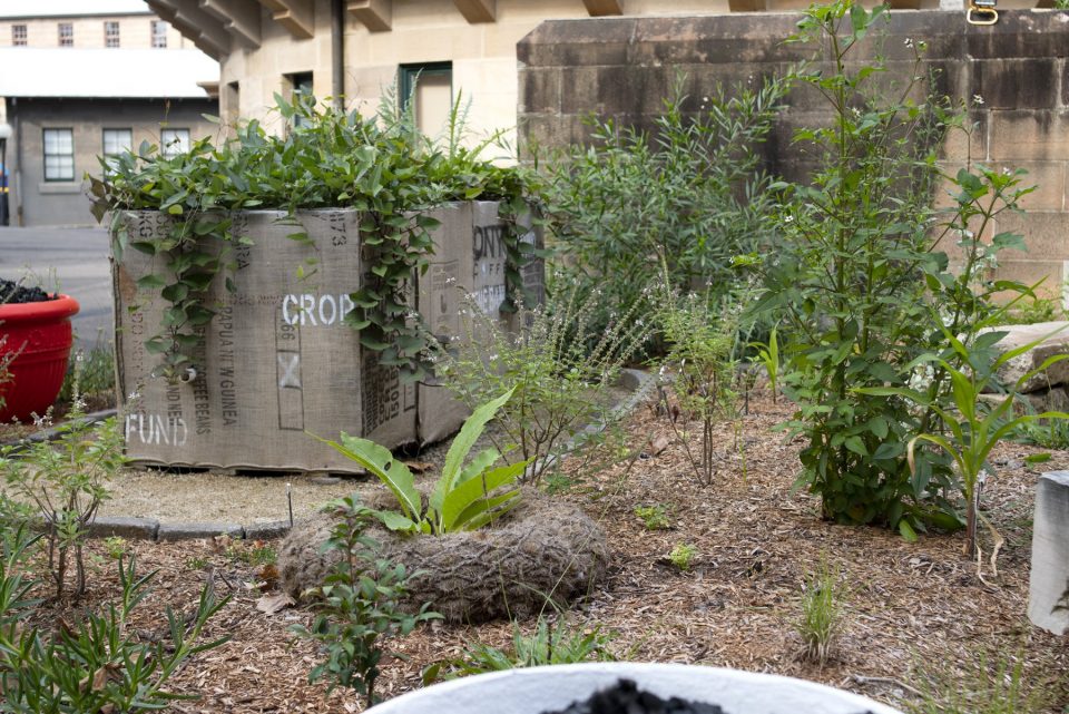 A raised garden bed with purple leaved plants grows in it. The garden bed is covered in a brown sack with the word 