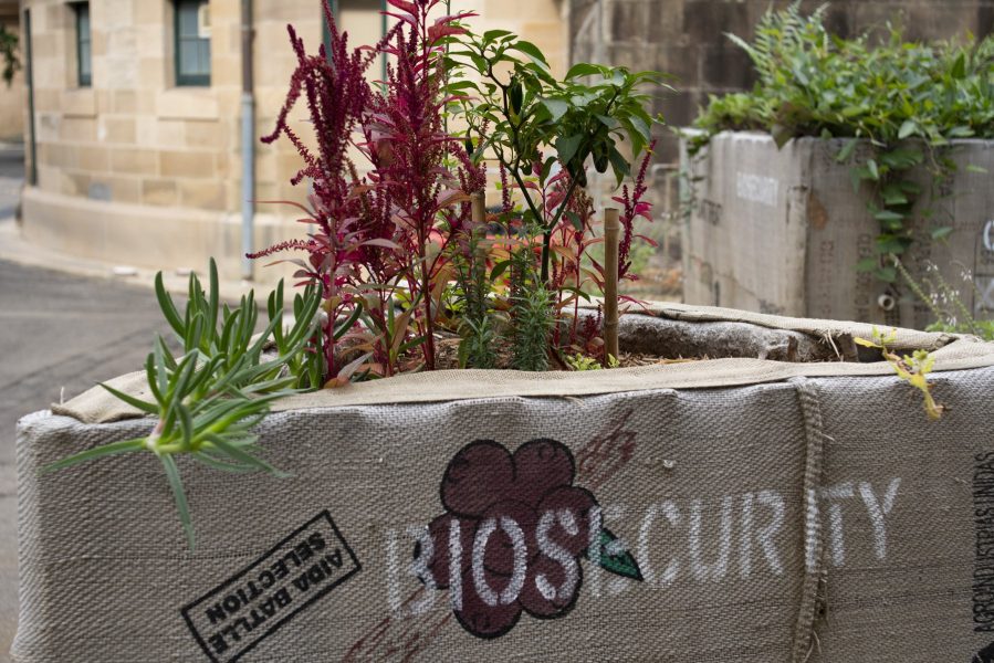 A raised garden bed with purple leaved plants grows in it. The garden bed is covered in a brown sack with the word