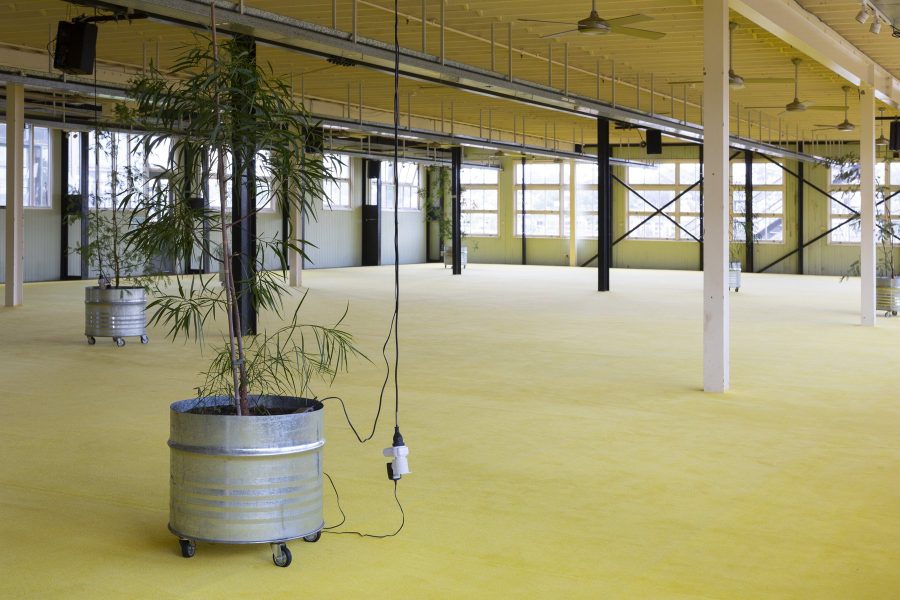 A bright space with bright yellow carpet on the ground. 5 plants are growing from silver pots throughout the space.
