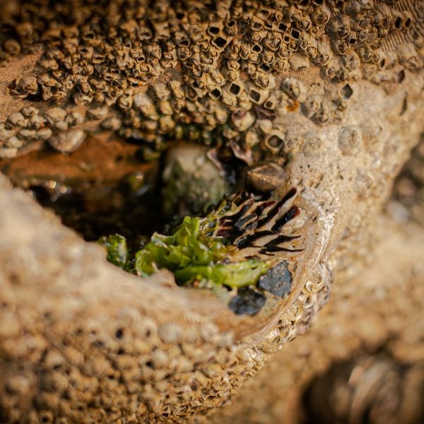 Living Seawalls